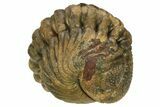 Wide, Perfectly Enrolled Morocops Trilobite - Morocco #224327-3